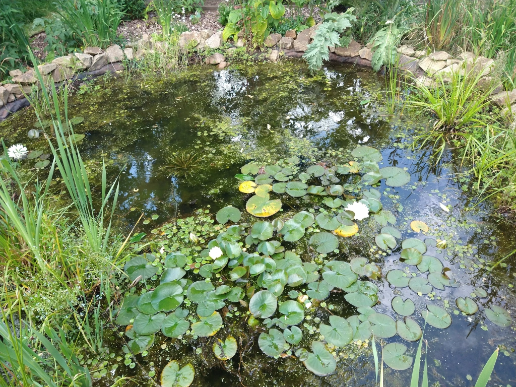 Pond outside a house in The Willows in the Chorltonville Conservation Area